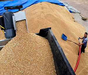 大麥輸送（sòng）現場